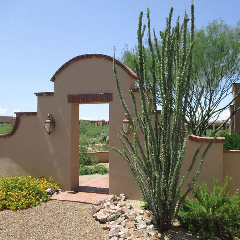 🌿 Tree and Plant Care